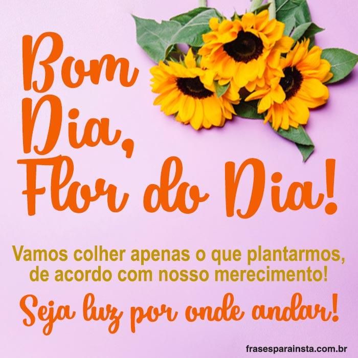 Bom Dia Flor Do Dia Frases Para Instagram