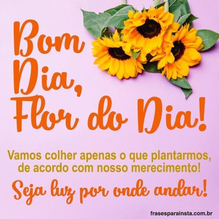Bom Dia Flor do Dia - Frases para Instagram